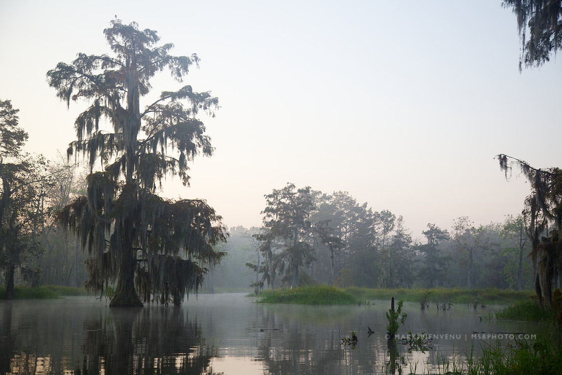 Lake Martin - Breaux Bridge, Louisiana