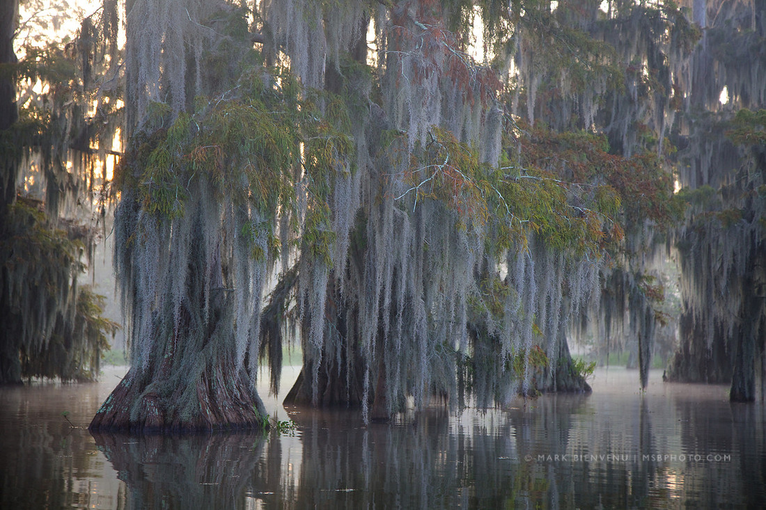 Lake Martin - Breaux Bridge, Louisiana