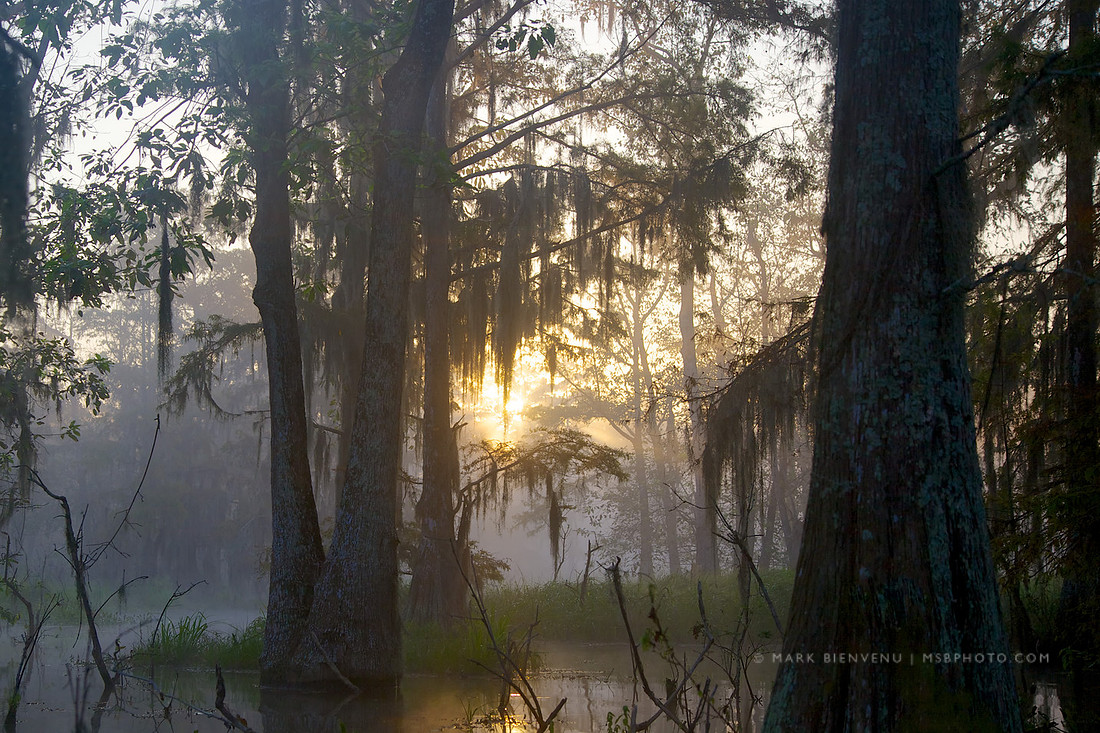 Lake Martin - Breaux Bridge, Louisiana