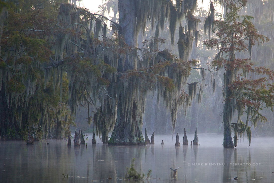 Kayaking at Lake Martin in Breaux Bridge, Louisiana