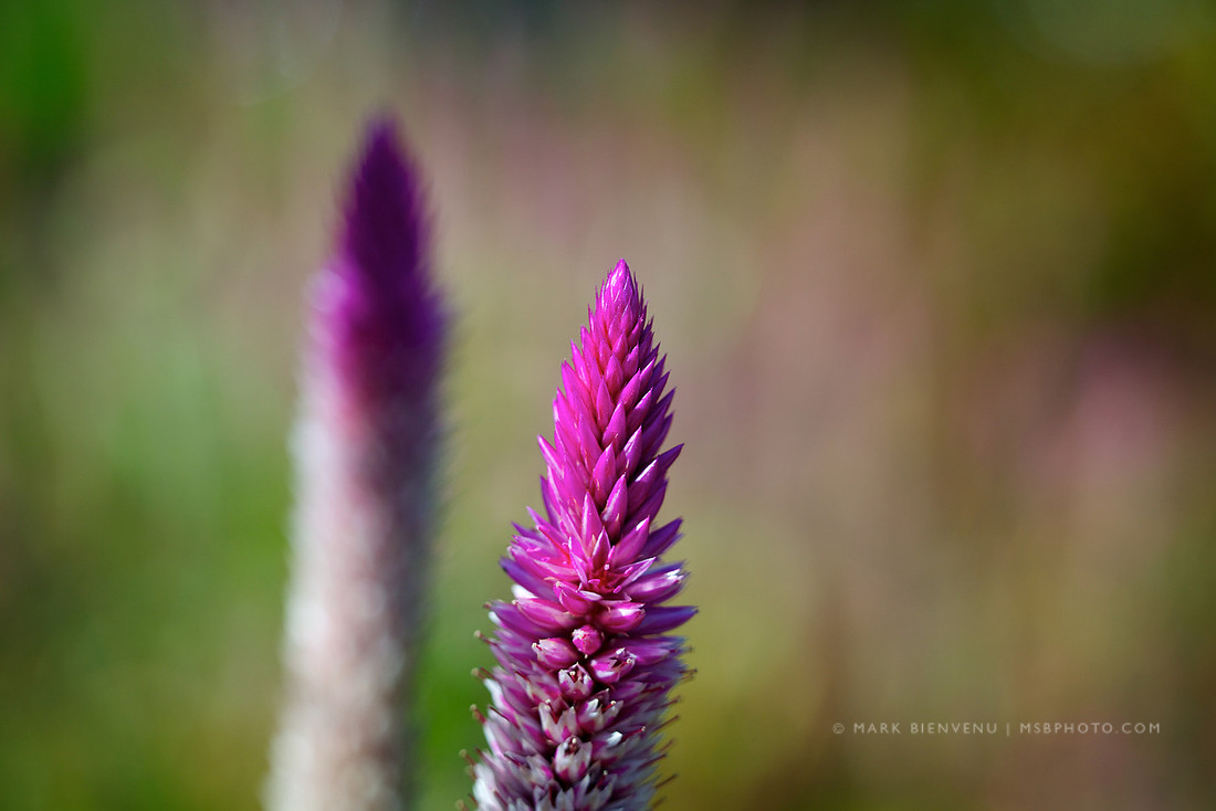 BREC Botanic Gardens - Baton Rouge, Louisiana