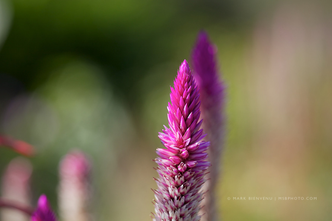 BREC Botanic Gardens - Baton Rouge, Louisiana