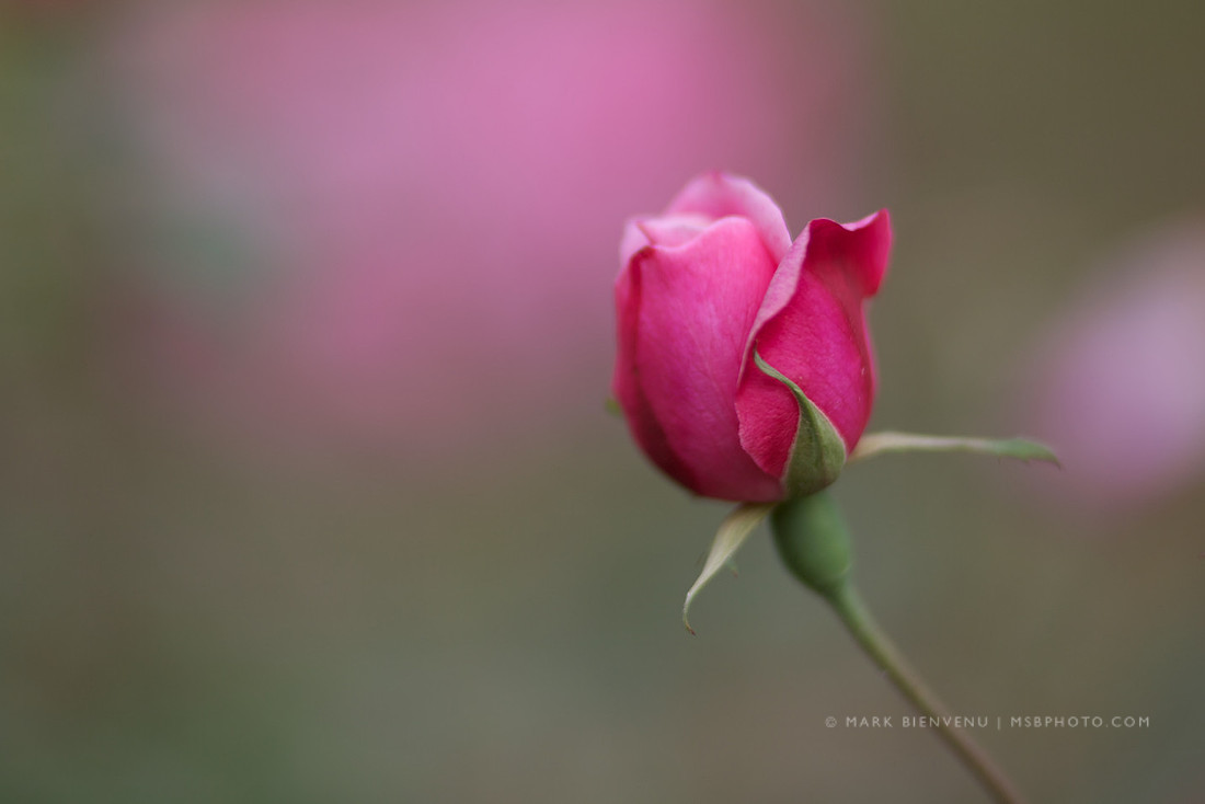 Valentine