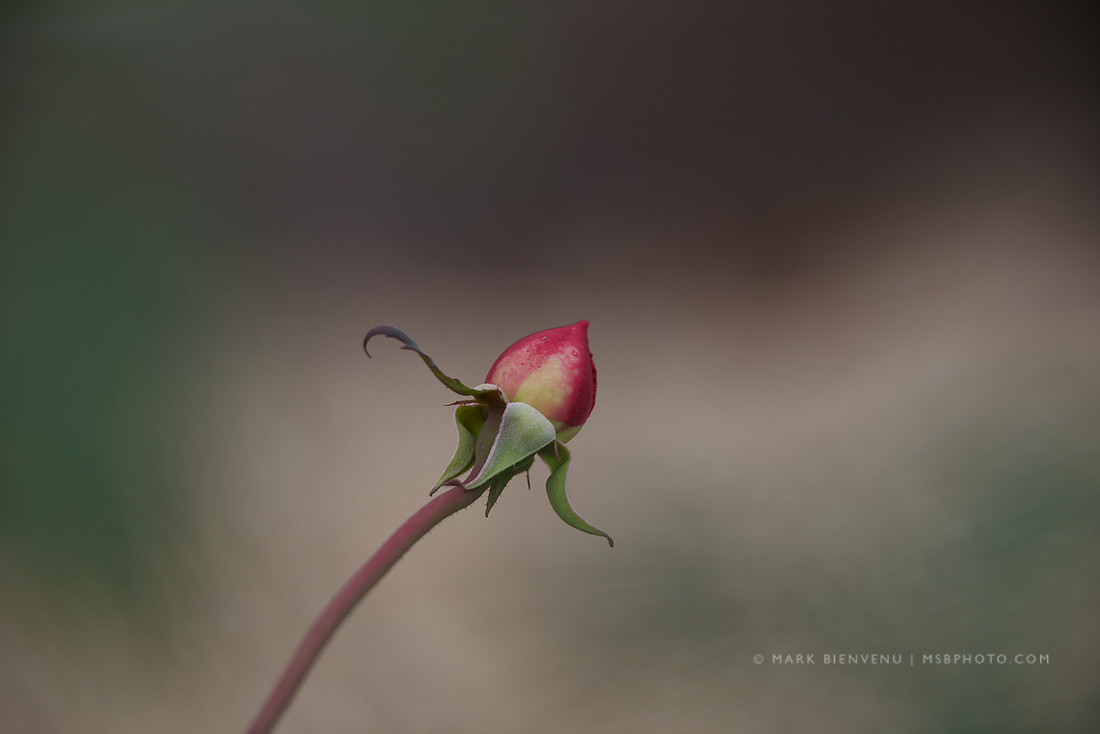 Valentine