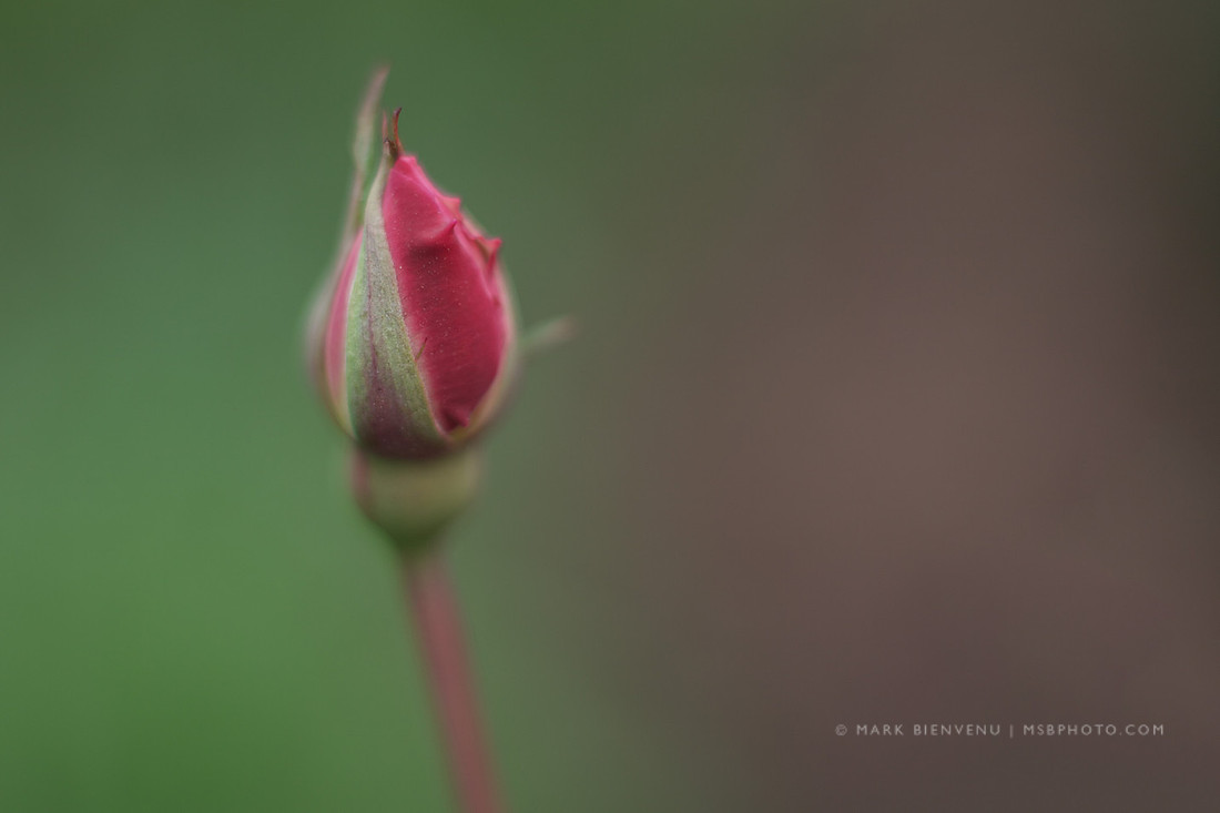 Valentine