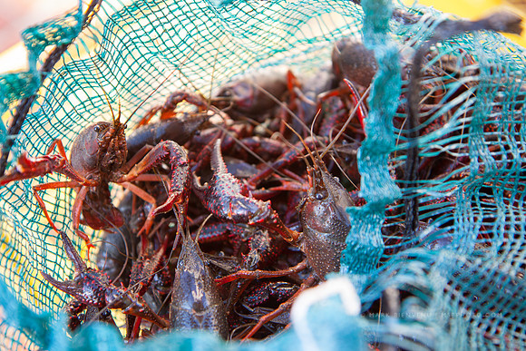 Crawfish King Cook-Off