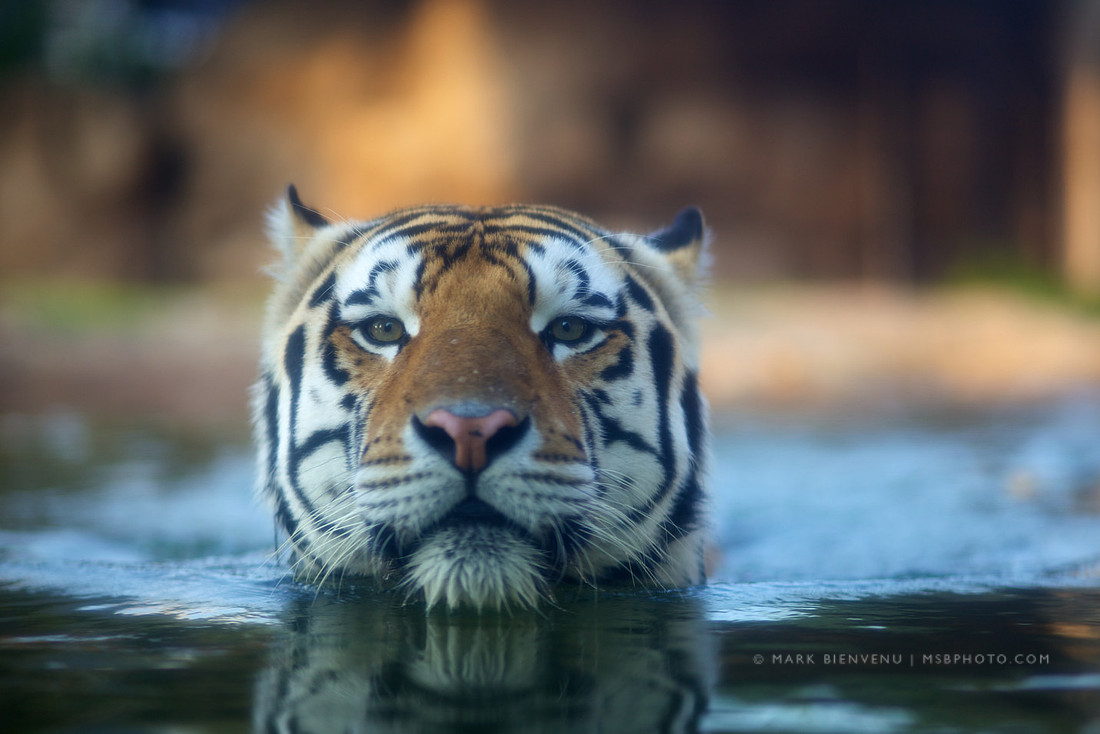 Mike the Tiger at LSU