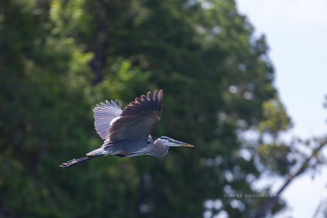 Toledo Bend State Park - Mark Bienvenu - Baton Rouge Landscape Photographer