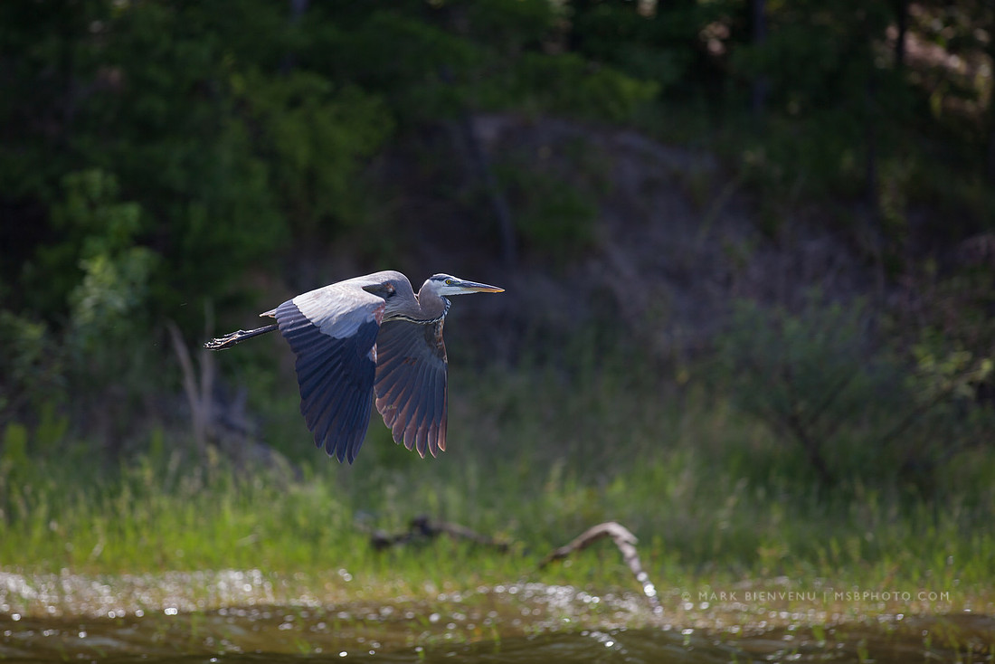 Toledo Bend State Park - Mark Bienvenu - Baton Rouge Landscape Photographer