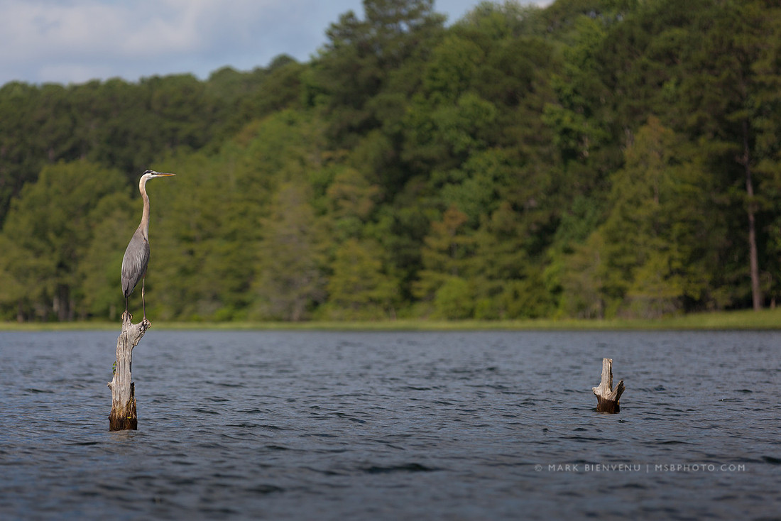 Toledo Bend State Park - Mark Bienvenu - Baton Rouge Landscape Photographer