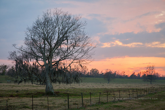 River Road Oak Tree