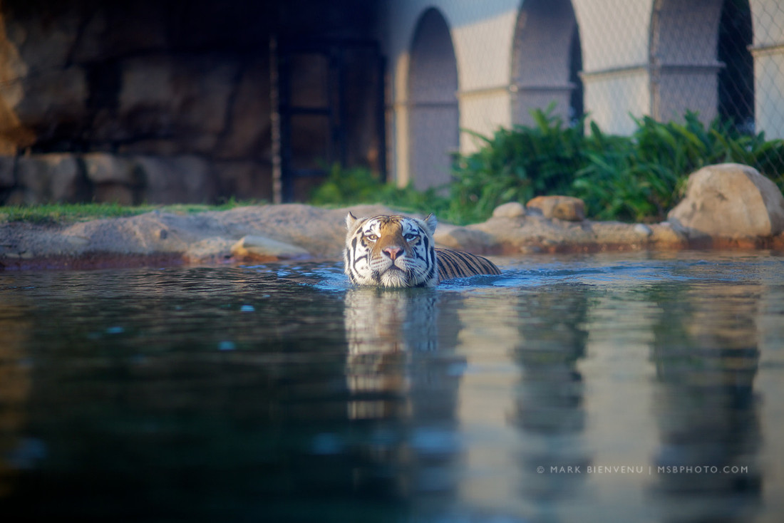 Mike the Tiger at LSU