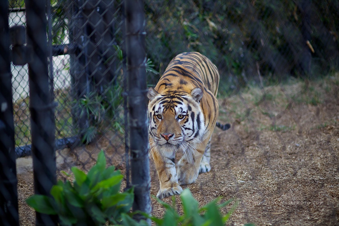 Mike the Tiger at LSU