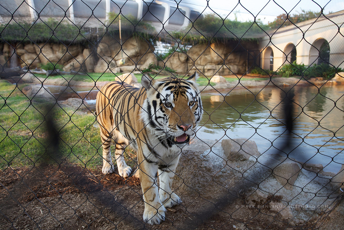 Mike the Tiger at LSU