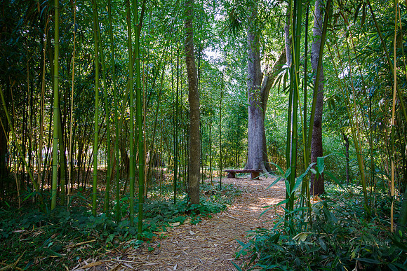 LSU Hilltop Arboretum