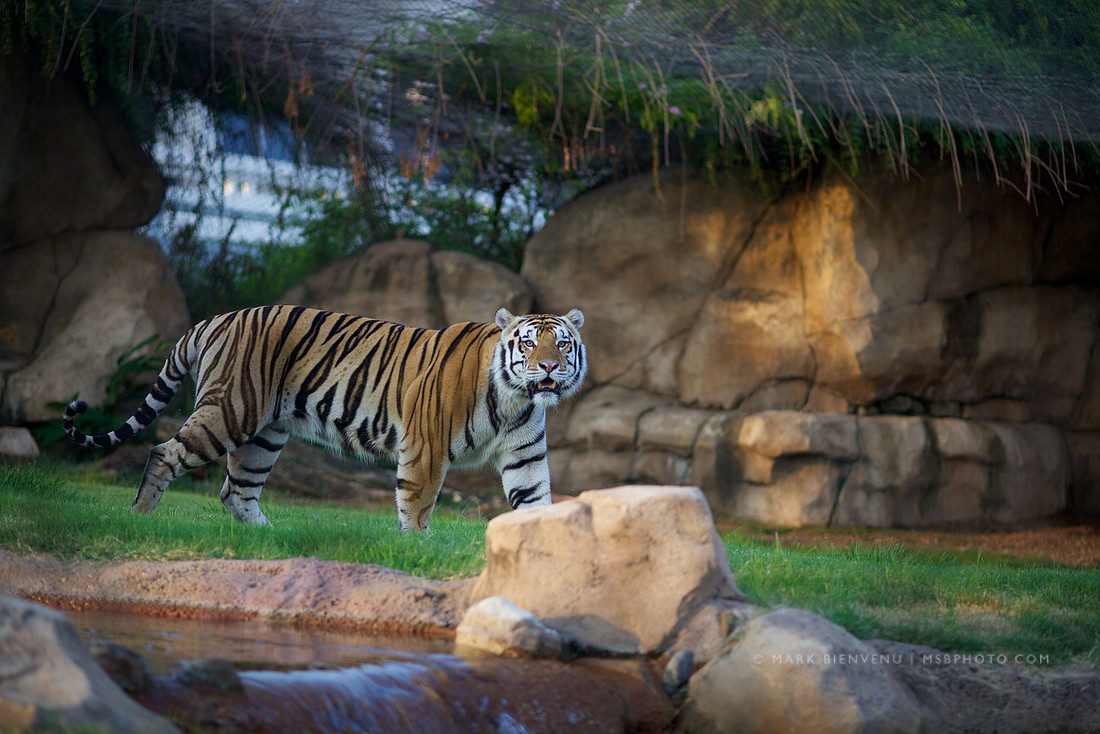 Mike the Tiger at LSU