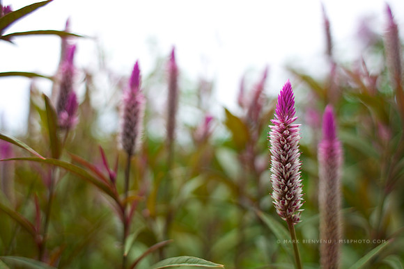BREC Botanic Gardens