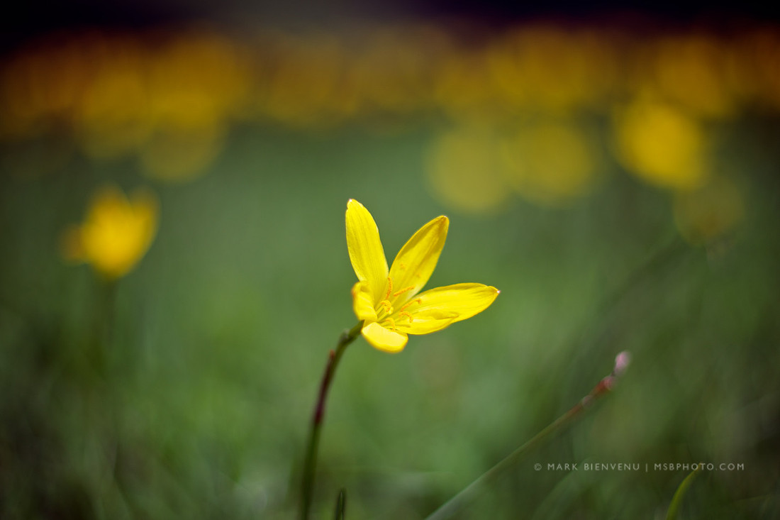 Flowers on the Levee