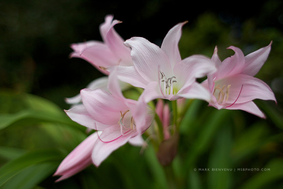 BREC Botanic Gardens