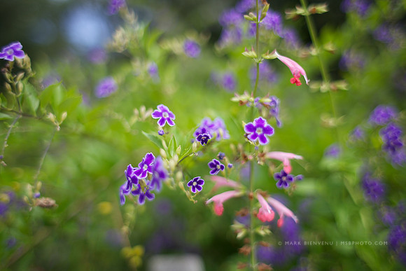 BREC Botanic Gardens