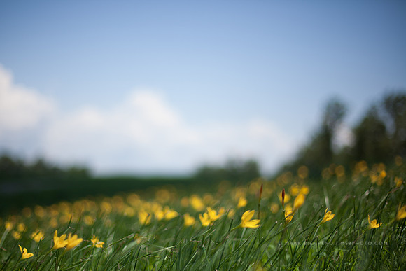 River Road Flowers