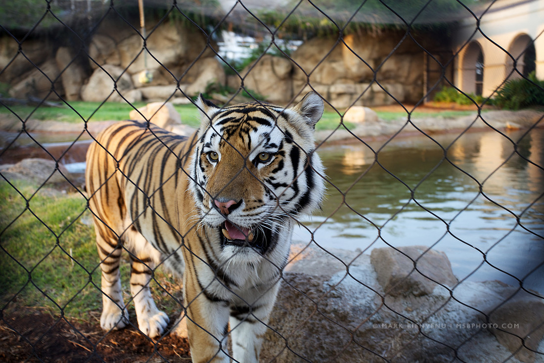 Mike the Tiger at LSU
